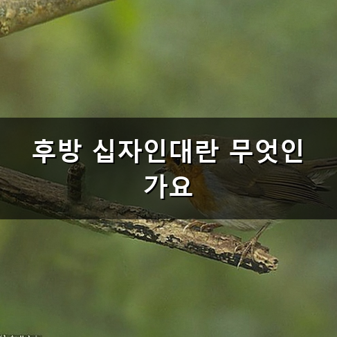 무릎 뒤가 찌릿한 후방 십자인대 파열 왜 생길까? 증상부터 대처법까지