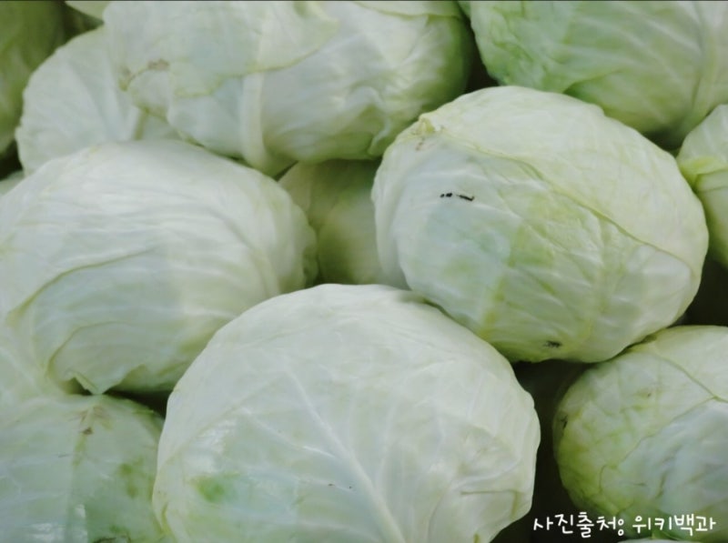 배부르게 먹고 살 빠지는 양배추 다이어트 (효능 & 레시피, 부작용 총정리)