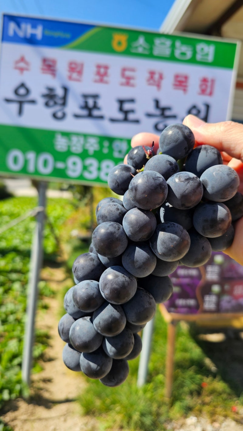 서울근교 포도맛집 포천 국립수목원 우형포도농원