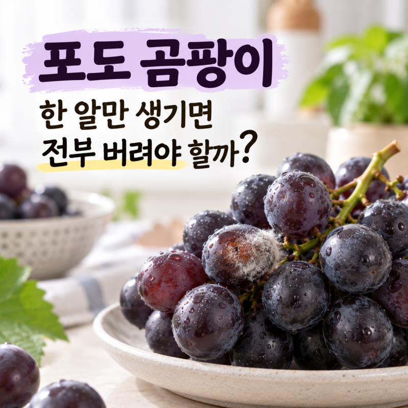 포도 곰팡이 한 알만 생기면 전부 버려야 할까?
