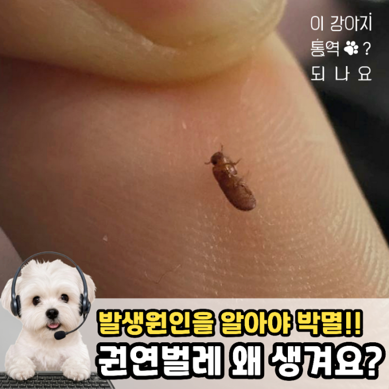 권연벌레 발생 이유를 정확히 알아야 퇴치가 가능해요!
