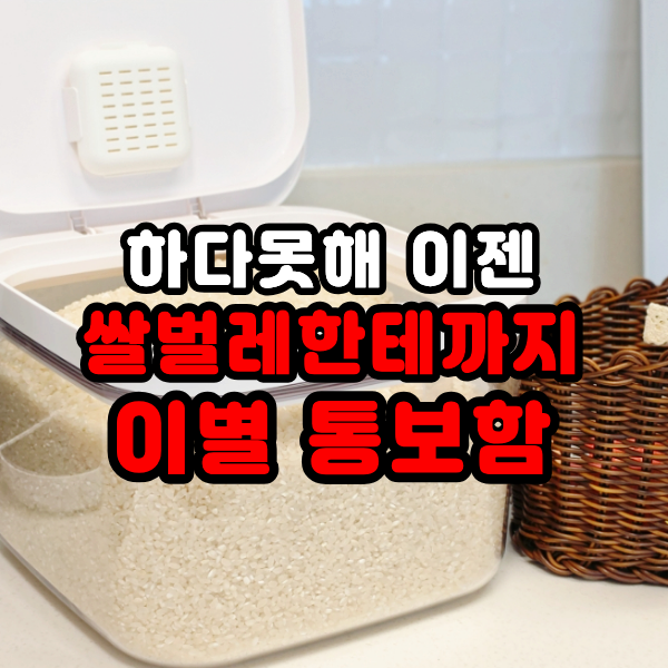 쌀통 5kg 10kg 보관함 하나로 쌀벌레 없애는법 냉장고 보관방법