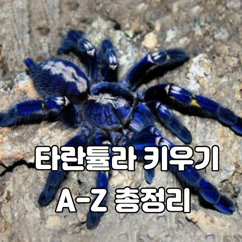 털이 복슬복슬한 거미, 타란툴라 키우기 전에 꼭 알아둘 것