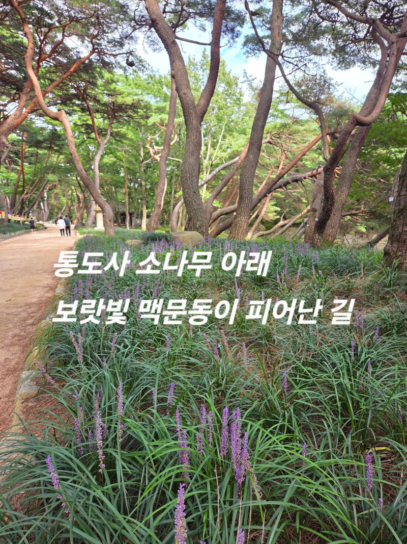 양산 통도사 무풍한송로 산책, 소나무 아래 맥문동꽃과 송수정 카페