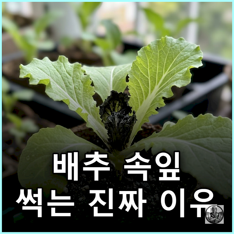"무름병 약 쳐도" 배추 모종 속잎 까맣게 썩는 이유