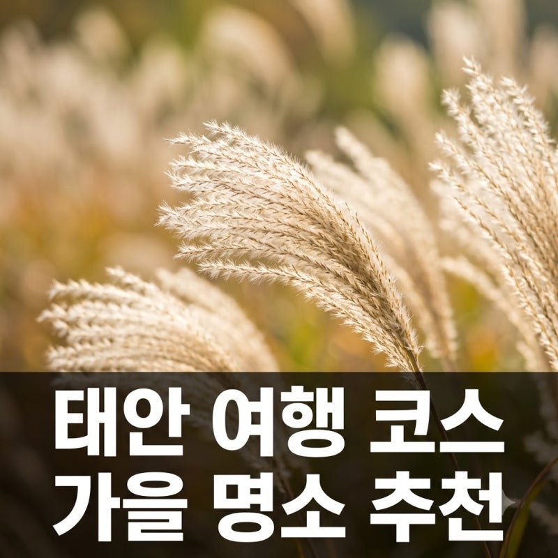태안 가볼만한곳 베스트 7 가을 축제와 꽃구경 코스 총정리