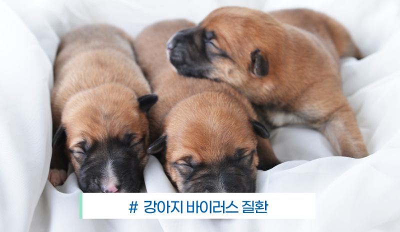강아지 홍역·파보장염·코로나장염, 무엇이 다를까요? (강아지 바이러스 질환)