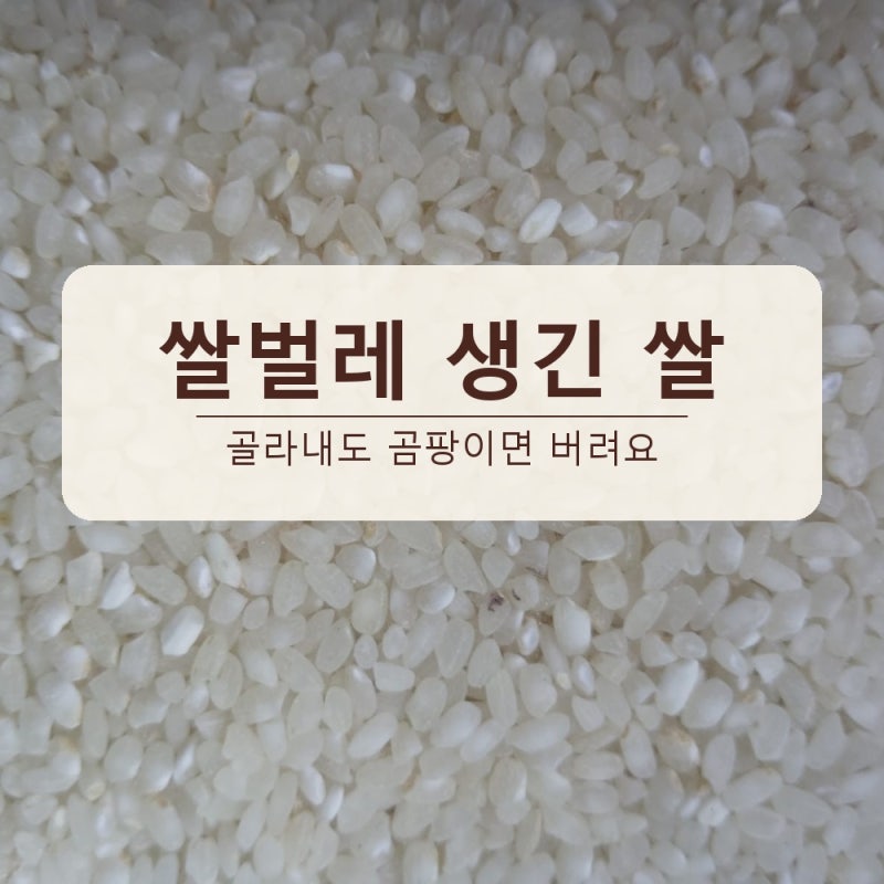 쌀벌레 생긴 쌀 없애는법, 골라내도 곰팡이면 버려요