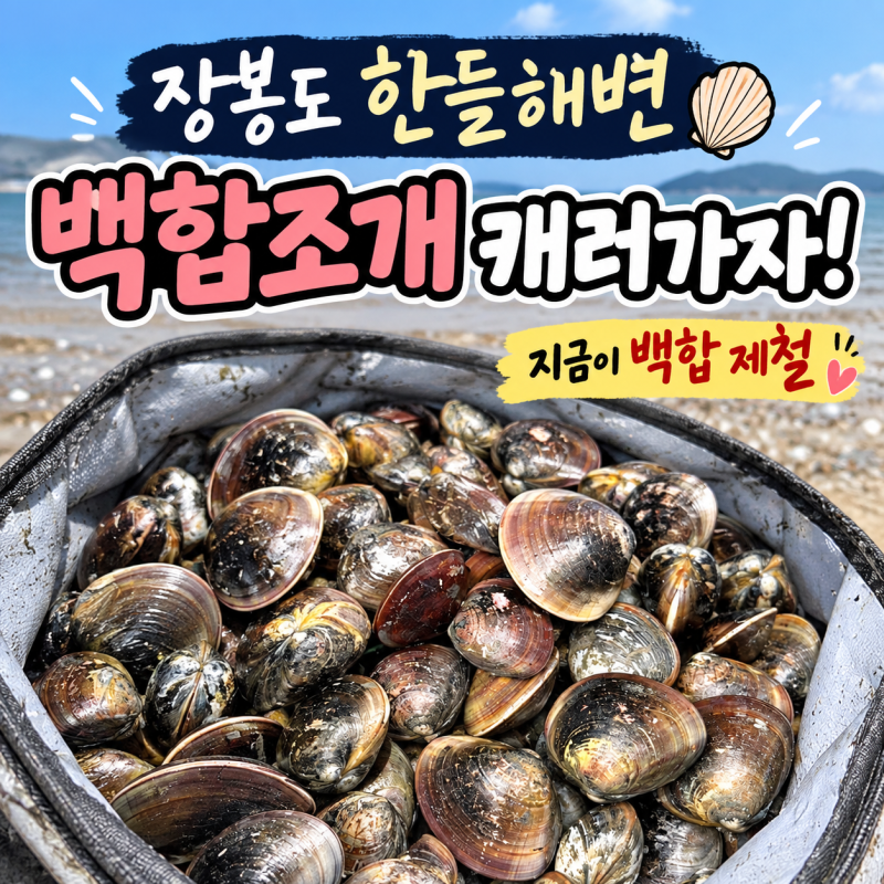 백합조개 70kg 캤어요! 한들해변 조개캐는법 준비물 해감까지