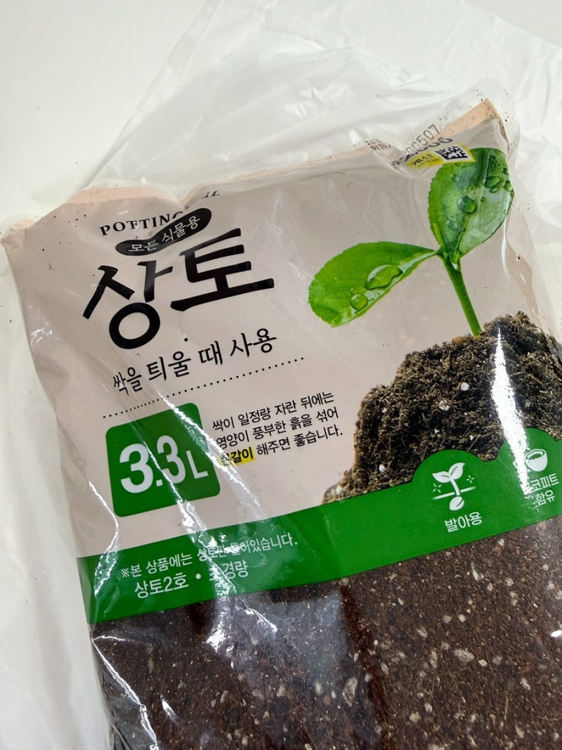 초보 식집사 다이소 고수, 공심채 흙에 심어보자!