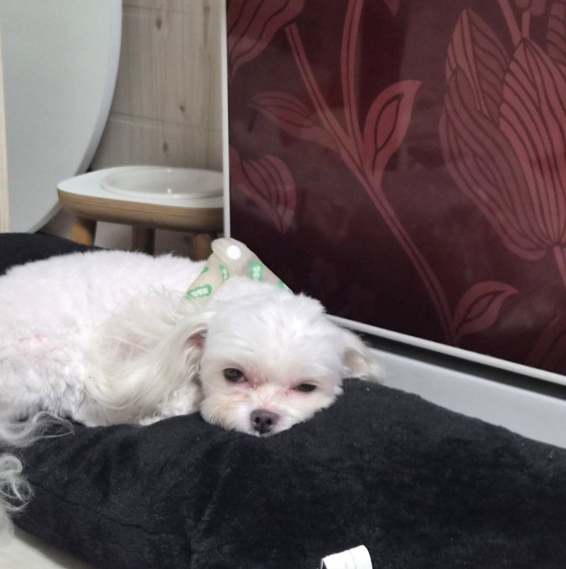 강아지 자궁축농증 모르고 지나면 큰일! 보호자가 놓치지 쉬운 초기 신호?