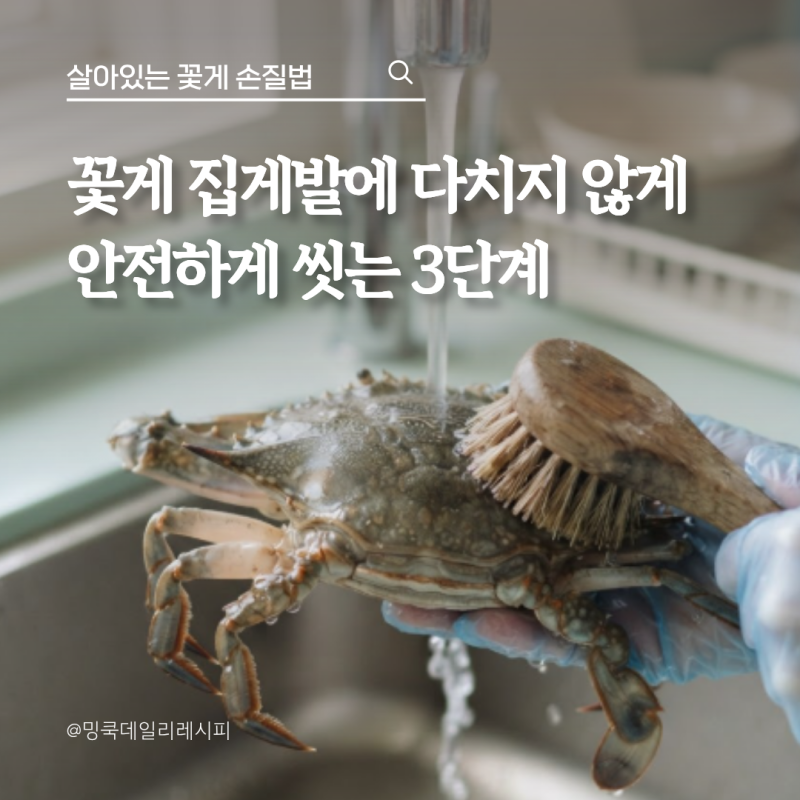 살아있는 꽃게 손질법, 집게발에 다치지 않고 세척하는 3단계