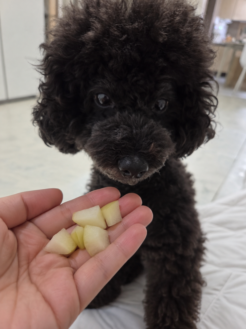 강아지 배 먹을때 질병 주의! 당뇨 신장 췌장염 있다면 금지