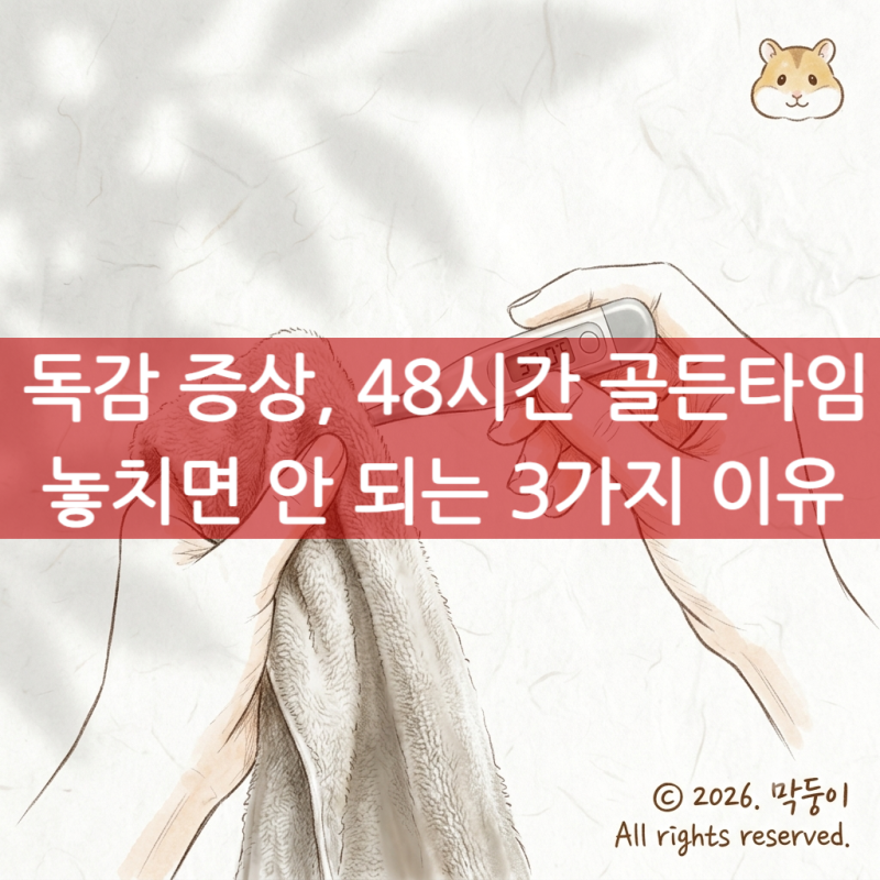 독감 증상, 48시간 골든타임 놓치면 안 되는 3가지 이유