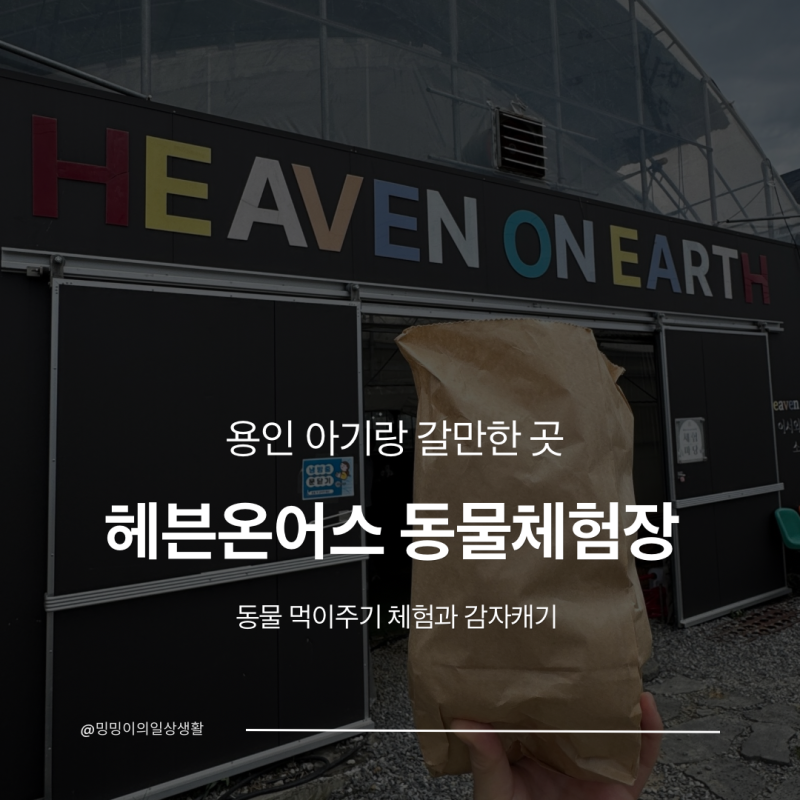 용인 아기랑 갈만한곳 헤븐온어스 | 15개월 아기 감자캐기 동물먹이주기체험