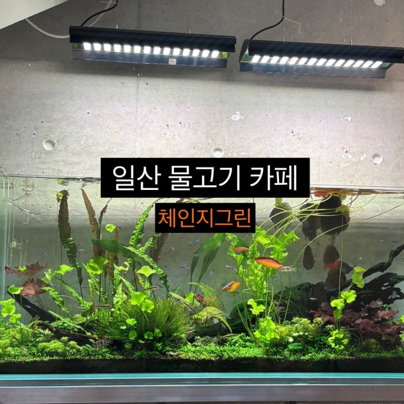 일산 아쿠아리움 카페 체인지그린 후기 | 일산 밤리단길 케이크