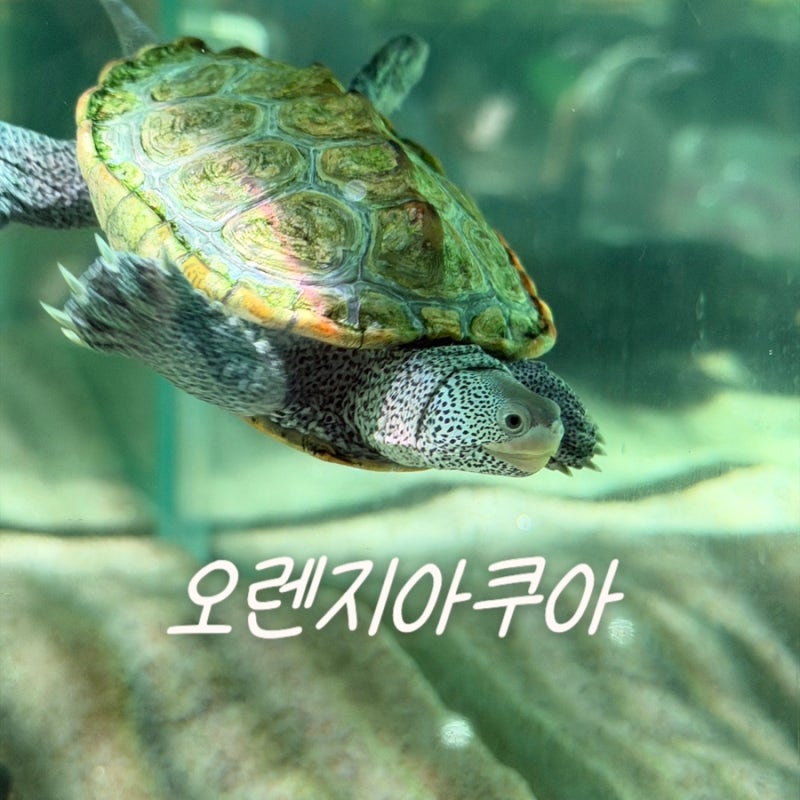 일산 오렌지아쿠아 아기랑 가볼만한 곳 이색 수족관 카페 후기