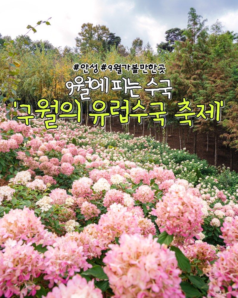 9월에 피는 수국, 경기도 안성 '용설 구월의 유럽수국 축제'