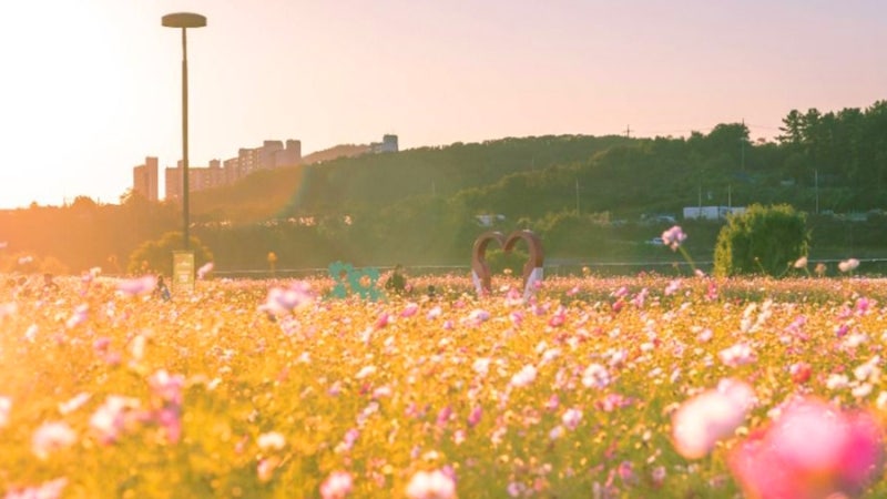 대구 가볼만한곳 대구 금호강 하중도 ㅡ축구장 30개가 통째로 꽃밭…입장료·주차비 0원, 가....