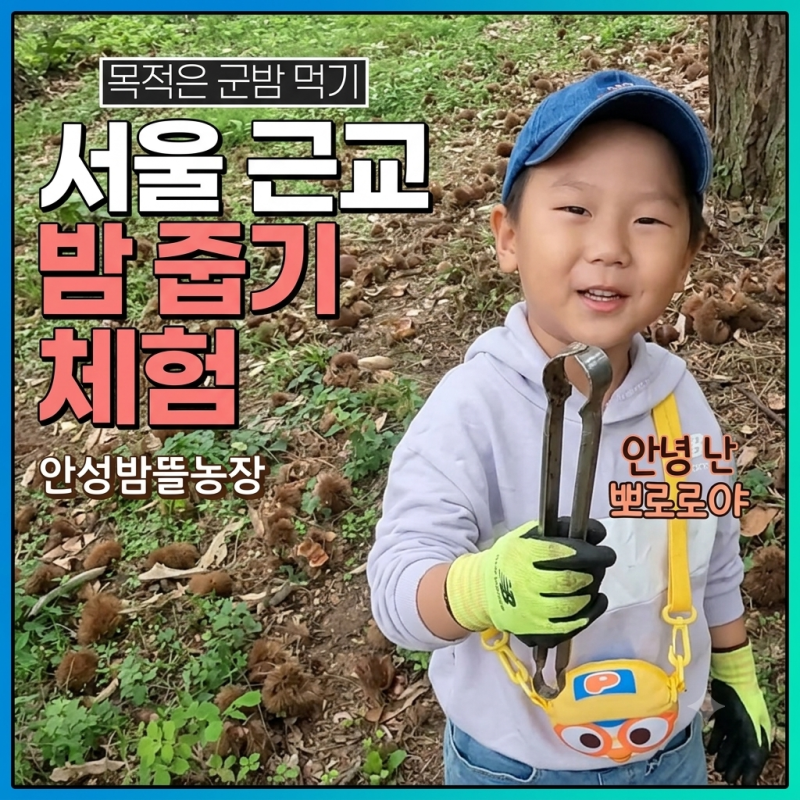 [서울 근교 아이와 가볼만한곳] 안성 밤뜰농장 밤 줍기 체험 솔직 후기! (가격, 시기, 준비물 ....