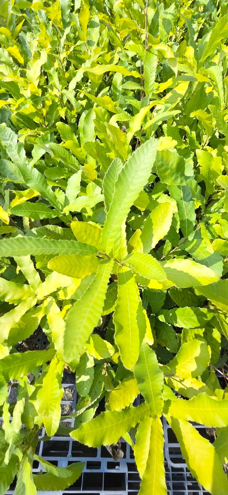 정읍 가을수목원 상수리나무 묘목, 가을이면 도토리가 열리는 우리 산의 나무