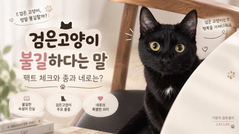 검은 고양이 불길하다는 말이 사실일까? 검은고양이 종 봄베이와 네로는?