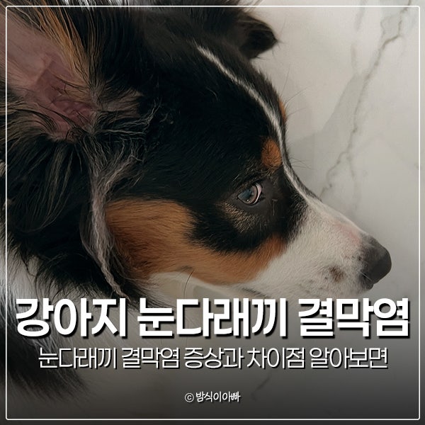 강아지 눈다래끼 결막염 증상과 차이점 알아보면