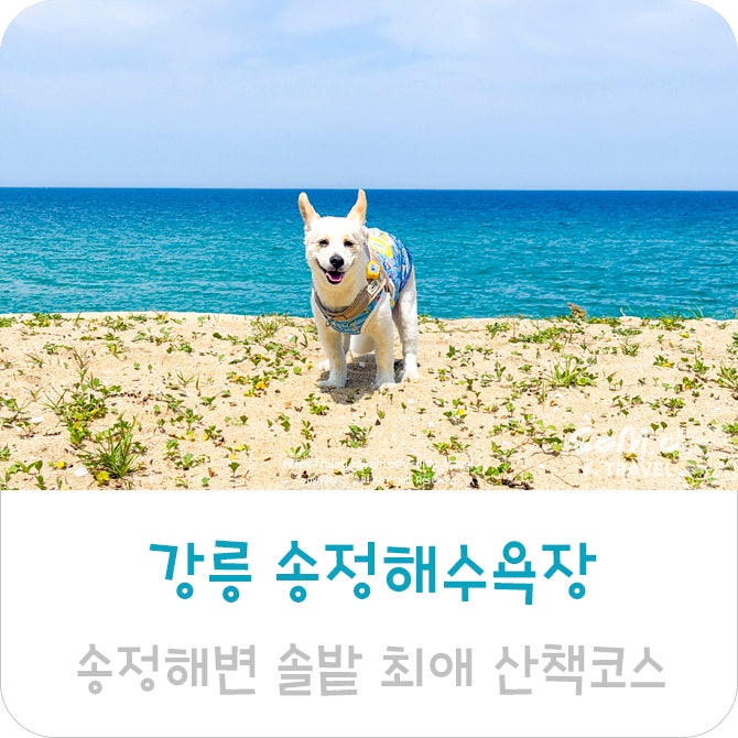 강릉 송정해수욕장 강릉 송정해변 솔밭 라떼 최애 산책코스