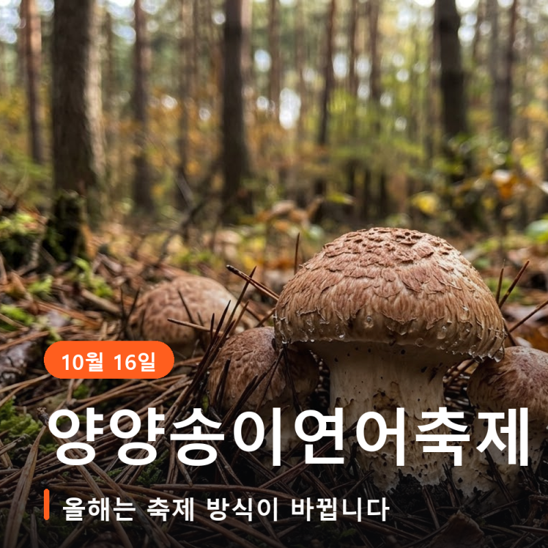 양양송이연어축제 2026 일정 10월 16일부터 18일까지, 올해는 캐릭터 넷을 따라 미션을 푸는 축....