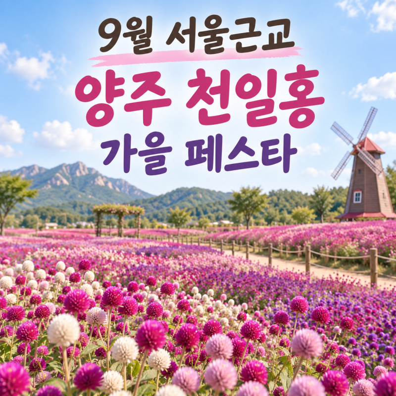 9월 서울근교 가볼만한곳, 양주 천일홍 가을 페스타 당일치기