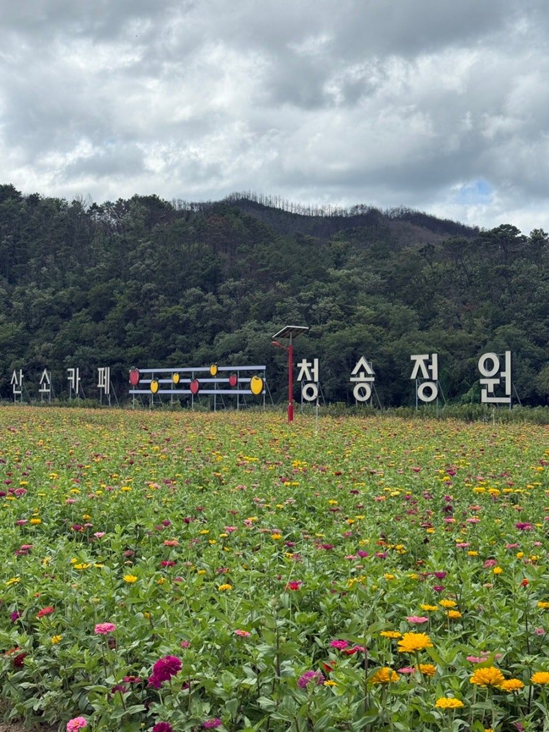 청송 가볼 만한 곳 산소카페 청송정원, 4만 평 백일홍 꽃밭 가을 여행(26.9.5)