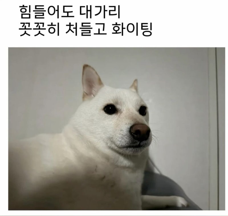쉬었음청년 겨라이어티 정신으로 토익스피킹 보다. 독학으로 첫트에 AL 뜬 후기
