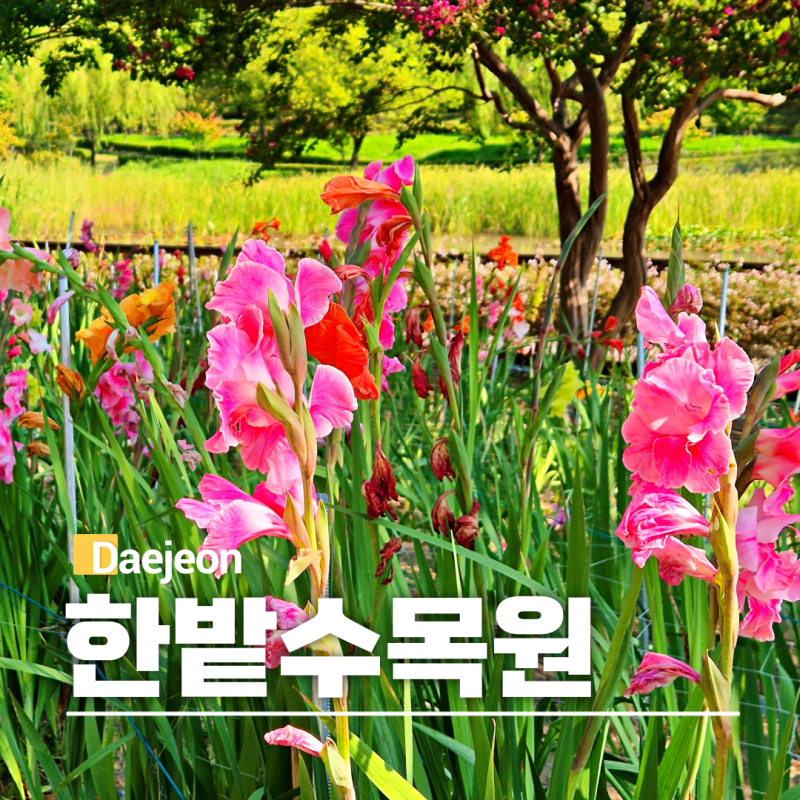 대전 가을 여행지 한밭수목원 상사화 꽃무릇 주차장