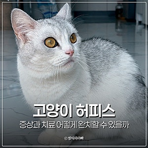 고양이 허피스 증상과 치료 어떻게 완치할 수 있을까