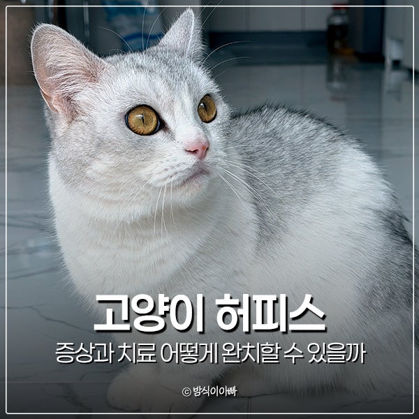 고양이 허피스 증상과 치료 어떻게 완치할 수 있을까