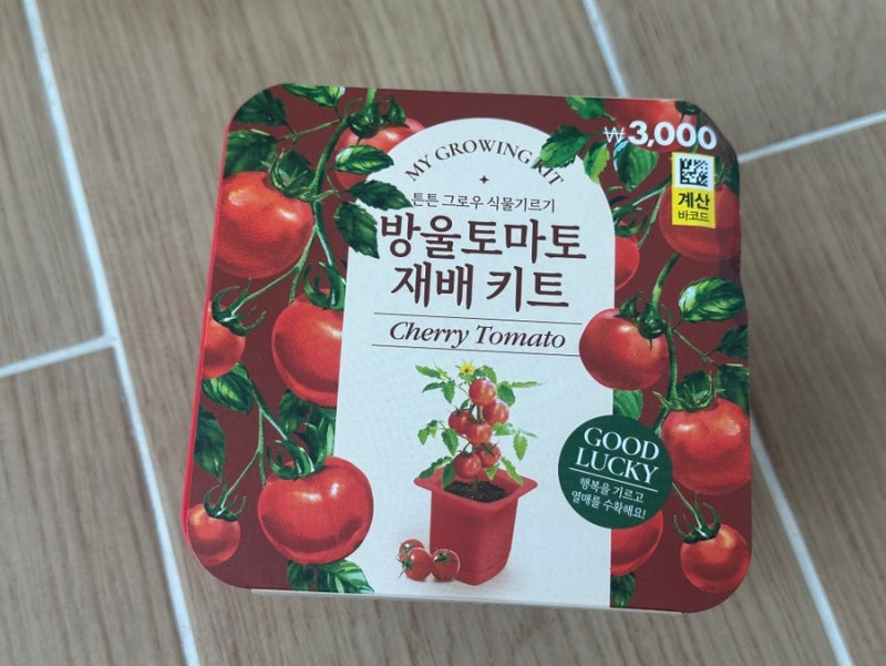 다이소 방울토마토 키우기 12일차｜씨앗부터 새싹까지 성장 기록