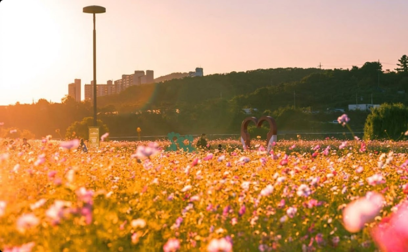 "주말엔 1시간 더 열어준대요"… 대구 아이와 가볼만한곳 하중도 꽃구경