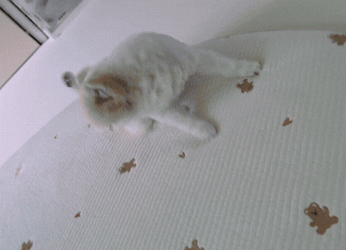 강아지 가바펜틴 효능과 부작용, 오래 먹어도 될까?