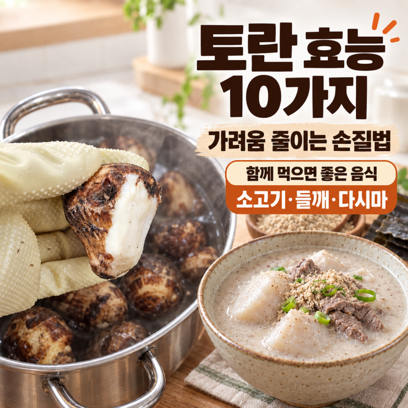 가을 제철 토란 효능 10가지|알레르기 손질법 총정리