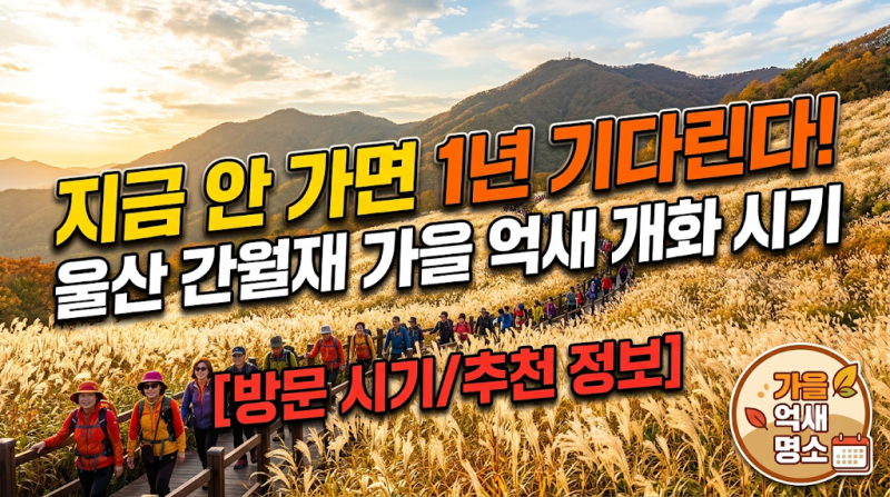 지금 안 가면 1년 기다린다! 울산 간월재 가을 억새 개화 시기