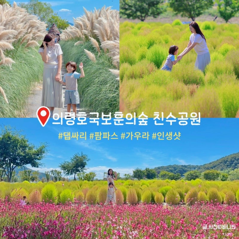 9월 꽃구경:> 2026 의령 리치 꽃축제 전 방문 [호국의병의숲 친수공원] 댑싸리 팜파스 가우라 ....