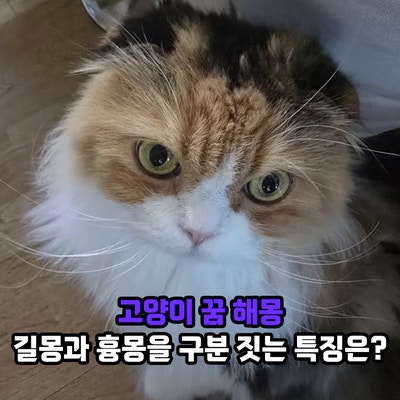 고양이 꿈 해몽, 길몽과 흉몽을 구분 짓는 특징은?