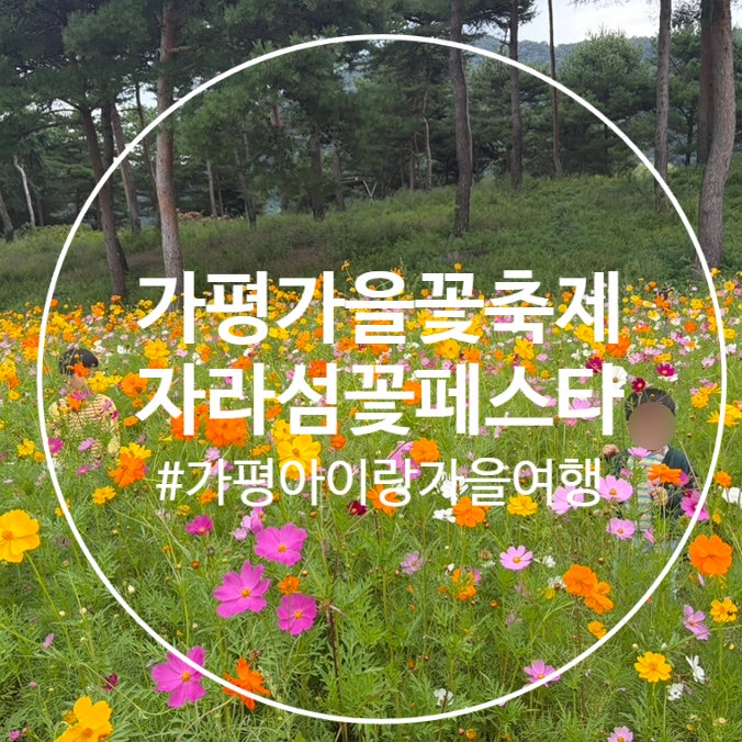 2026 자라섬 가을꽃페스타 후기｜아이와 가기 좋은 가평 가을꽃축제 자라섬 꽃구경