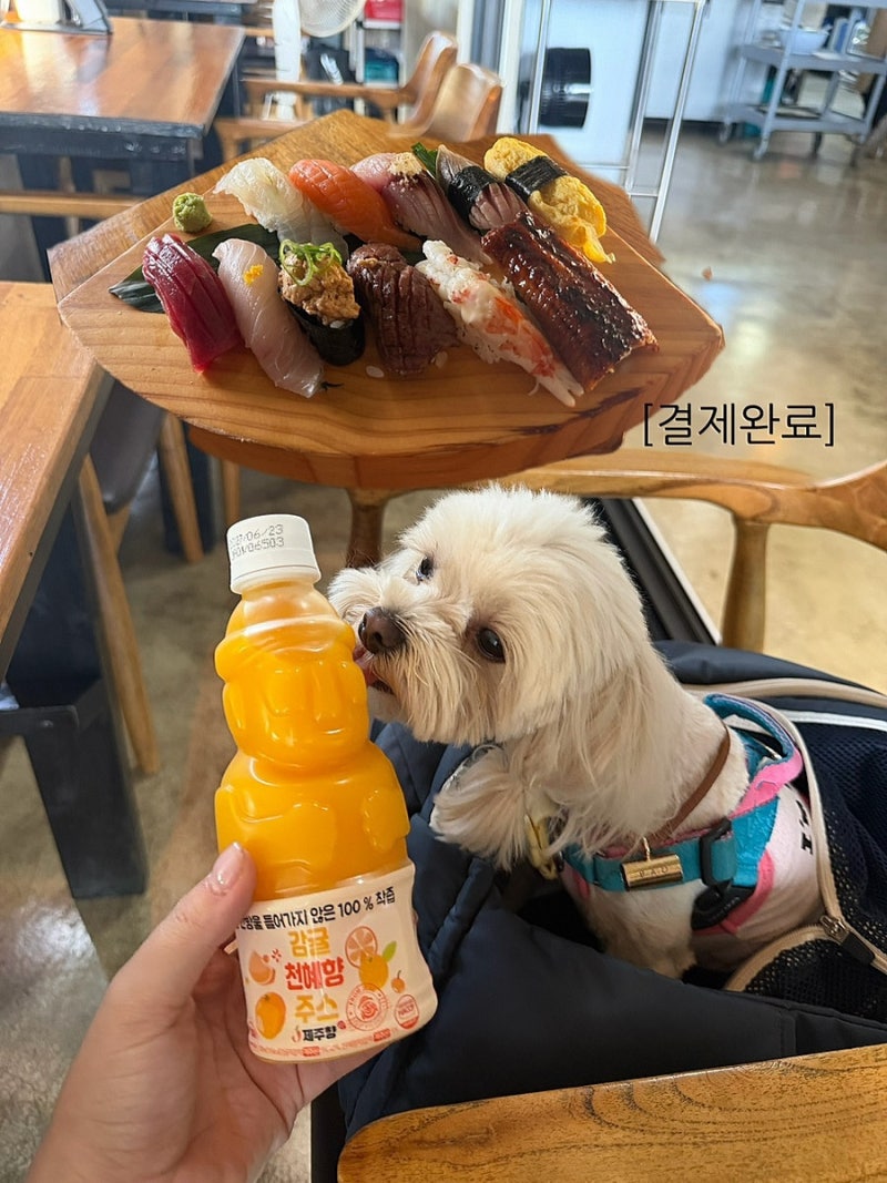 애월 애견동반 식당 제주스시호타루