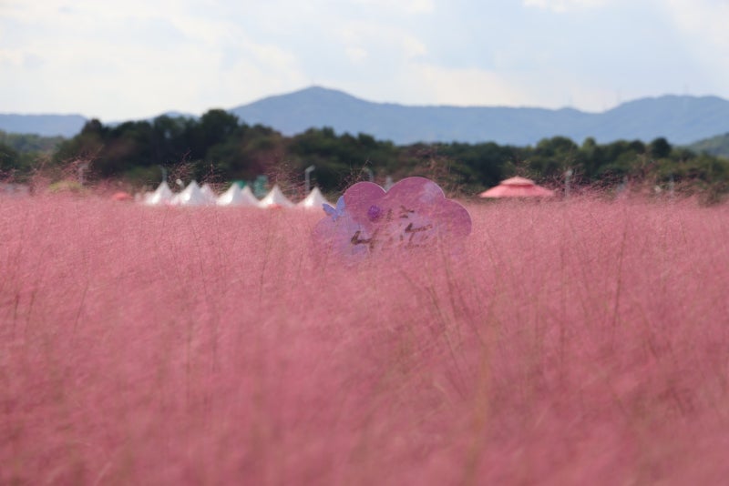 양주 나리농원 가을꽃축제 완벽 가이드 | 댑싸리·핑크뮬리 개화현황·사전예약·주차 꿀팁 ....