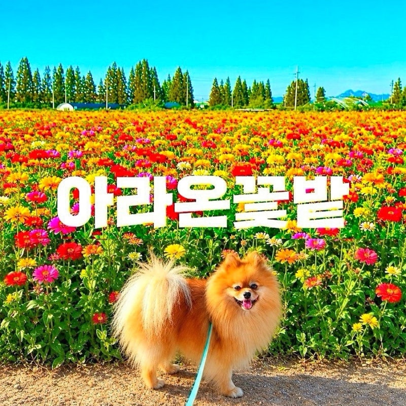 인천애견동반 가볼만한곳 인천꽃축제 가을애견동반여행지 계양아라온 꽃축제