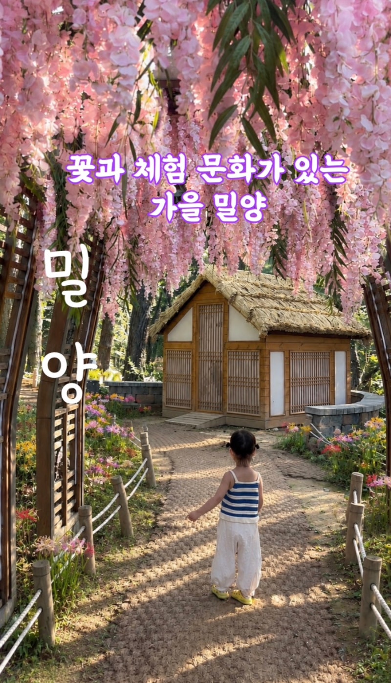 경북 밀양 가을꽃구경 별빛정원 최근 상사화 모습과 가을행사와 아이 체험거리가 다양한 영....