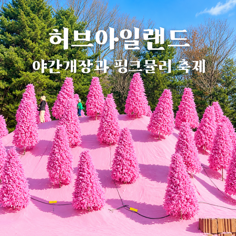 포천 허브아일랜드 가을에 가면 좋은 이유! 허브아일랜드 야간개장 운영시간부터 핑크뮬리 ....