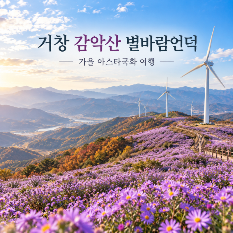 경남 거창 가을여행지 추천 감악산 별바람언덕 | 아스타국화와 풍력발전기가 만드는 가을 풍....