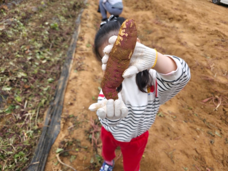 [시흥 아이와 가볼만한 곳] 계수고구마농장ㅣ밤 줍고 고구마 캐기까지! 농장체험 제대로 인....